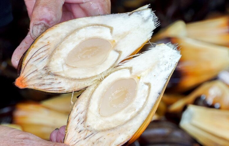 Loại quả xưa chín rụng đầy, nay thành đặc sản ở thành phố giá 200.000 đ/kg, trồng một lần thu hoạch nhiều năm - 5