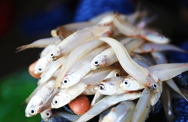 Loại cá có canxi cao gấp 25 lần cá hṑi, xưa cho lợn ăn nay thành ᵭặc sản chỉ từ 30.000 ᵭṑng/kg, tṓt cho sức khỏe - 2