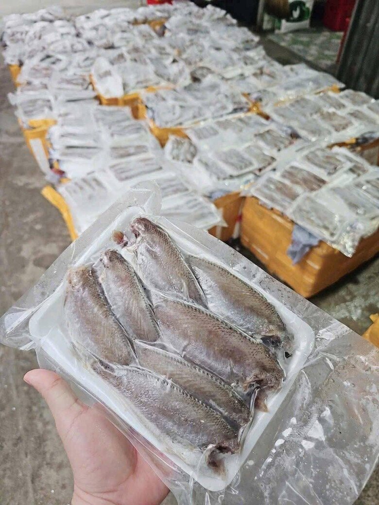 Loài cá amp;#34;nhà nghèoamp;#34; nghe tên chậm chạp, xưa ai cũng chê nay thành đặc sản giá đắt đỏ, còn xuất khẩu ra nước ngoài - 4
