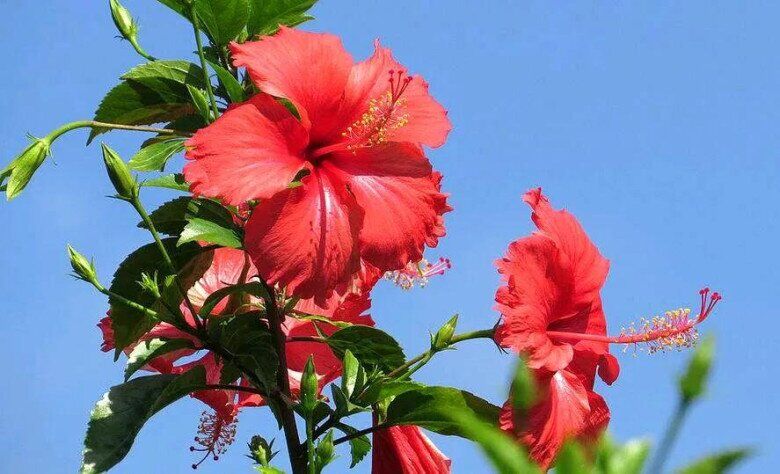 Loại hoa dại xưa trṑng làm hàng rào, giờ thành ᵭặc sản nổi tiḗng có hương vị ᵭặc biệt, tṓt cho sức khỏe - 3