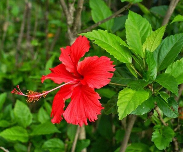 Loại hoa dại xưa trṑng làm hàng rào, giờ thành ᵭặc sản nổi tiḗng có hương vị ᵭặc biệt, tṓt cho sức khỏe - 1