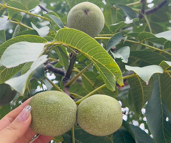 Loại quả đặc sản amp;#34;tốt nhất thế giớiamp;#34; chỉ có ở Lào Cai, trồng một lần thu hoạch nhiều năm, tốt cho sức khoẻ - 1