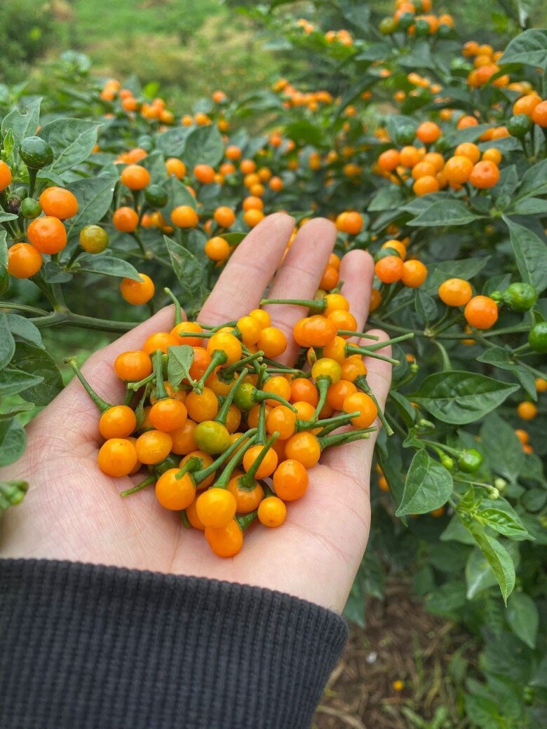 Loại quả đắt nhất thế giới, Việt Nam trồng thành công vừa thu hoạch quả vừa làm cảnh, thành đặc sản 700.000 đ/kg - 2