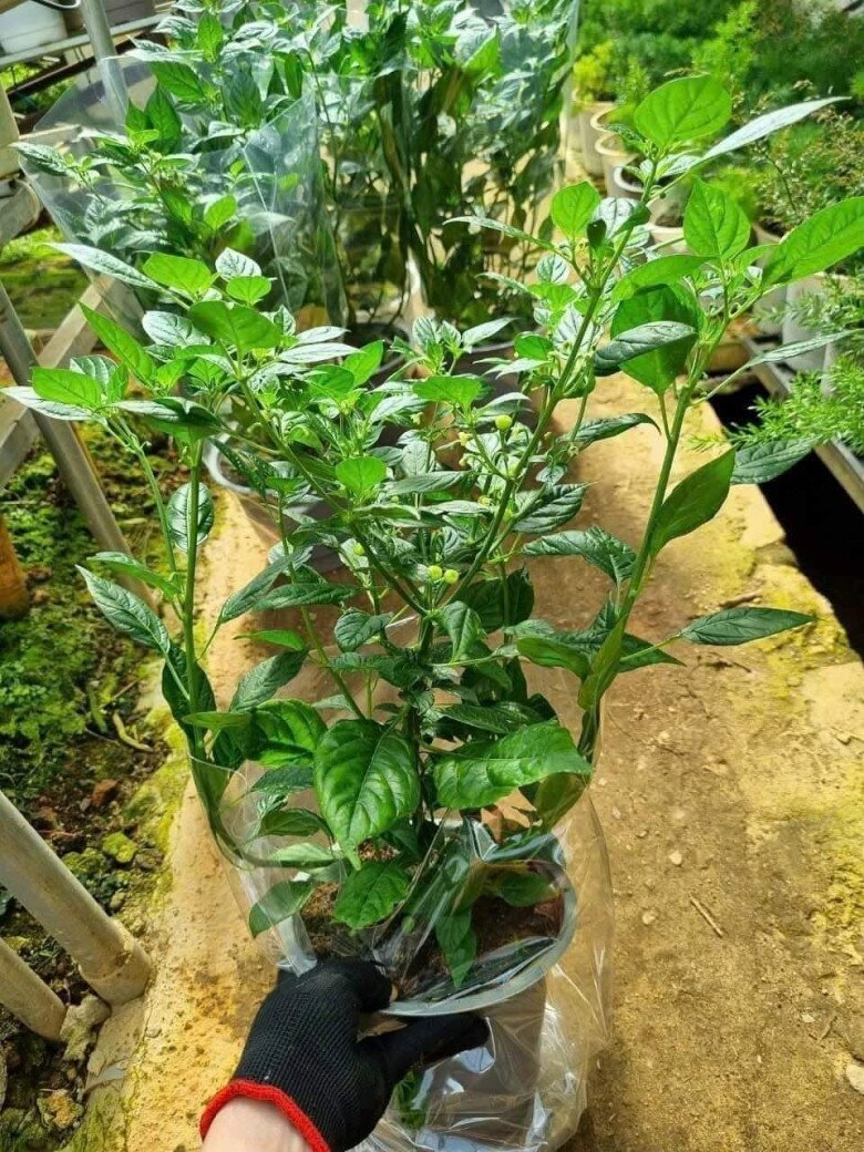 Loại quả đắt nhất thế giới, Việt Nam trồng thành công vừa thu hoạch quả vừa làm cảnh, thành đặc sản 700.000 đ/kg - 3