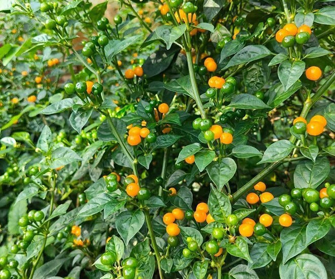 Loại quả đắt nhất thế giới, Việt Nam trồng thành công vừa thu hoạch quả vừa làm cảnh, thành đặc sản 700.000 đ/kg - 1