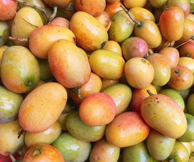Loại quả mọc bờ rào xưa chín rụng đầy, nay thành đặc sản được ưa chuộng giá 50.000 đ/kg, trồng một lần thu hoạch nhiều năm - 1