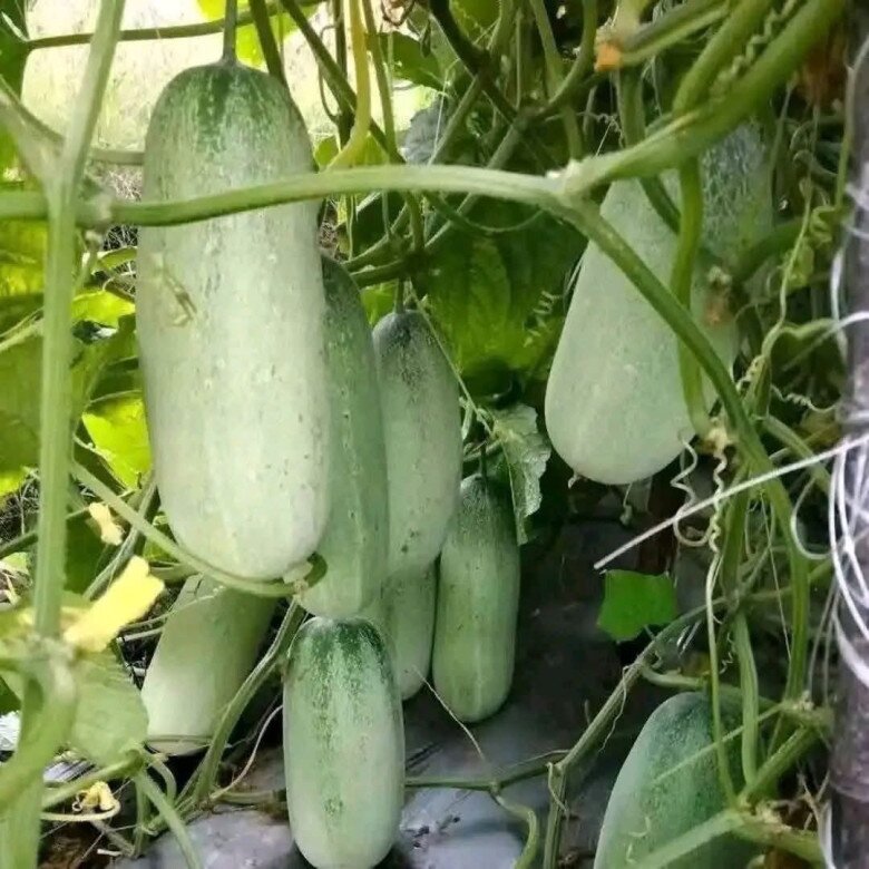 Loại quả mọc bờ rào xưa không ai ngó ngàng, nay thành đặc sản được ưa chuộng giá 50.000 đ/kg, trồng 3 tháng cho thu hoạch - 4