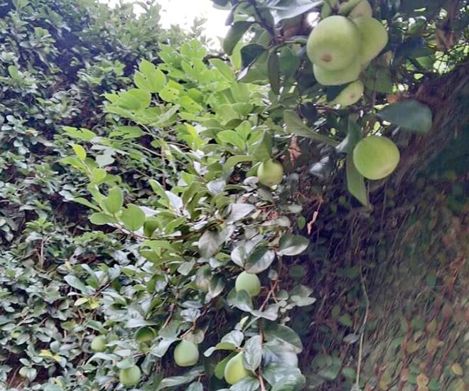 Loại quả mọc bờ rào xưa rụng đầy gốc, nay thành đặc sản có hương vị lạ giá 400.000 đ/kg, trồng một lần thu hoạch nhiều năm - 1