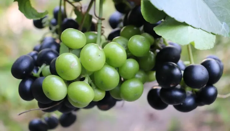 Loại quả mọc bờ rào xưa rụng đầy gốc, nay thành đặc sản được ưa chuộng giá 80.000 đ/kg, trồng một lần thu hoạch nhiều năm - 4