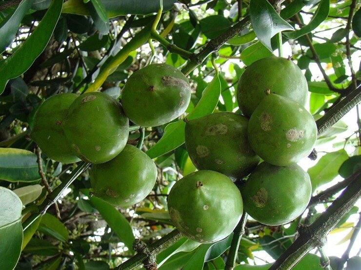 Loại quả mọc bờ rào xưa rụng đầy gốc, nay thành đặc sản hương vị lạ giá 50.000 đ/kg, trồng một lần thu hoạch nhiều năm - 5