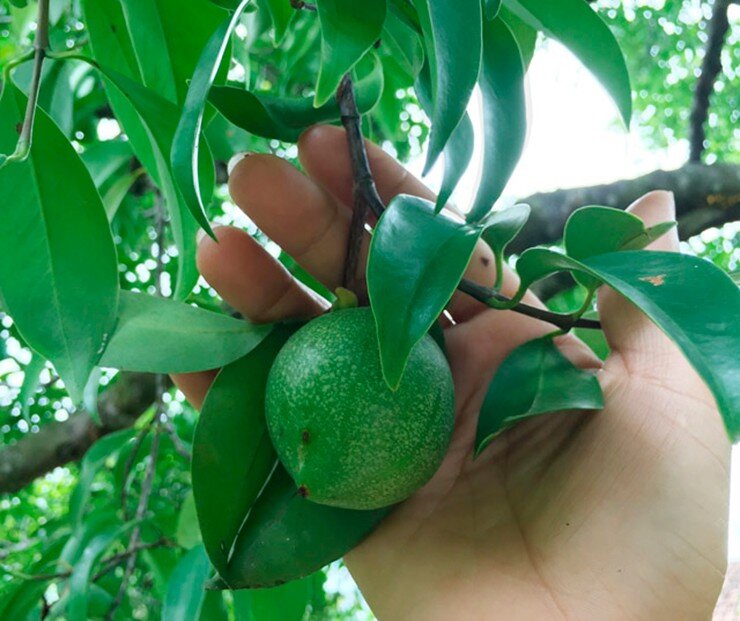 Loại quả mọc bờ rào xưa rụng đầy gốc, nay thành đặc sản hương vị lạ giá 50.000 đ/kg, trồng một lần thu hoạch nhiều năm - 3