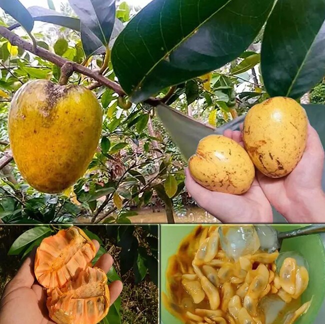 Loại quả mọc bờ rào xưa rụng đầy gốc, nay thành đặc sản ở thành phố giá 55.000 đ/kg, trồng một lần thu hoạch nhiều năm - 3