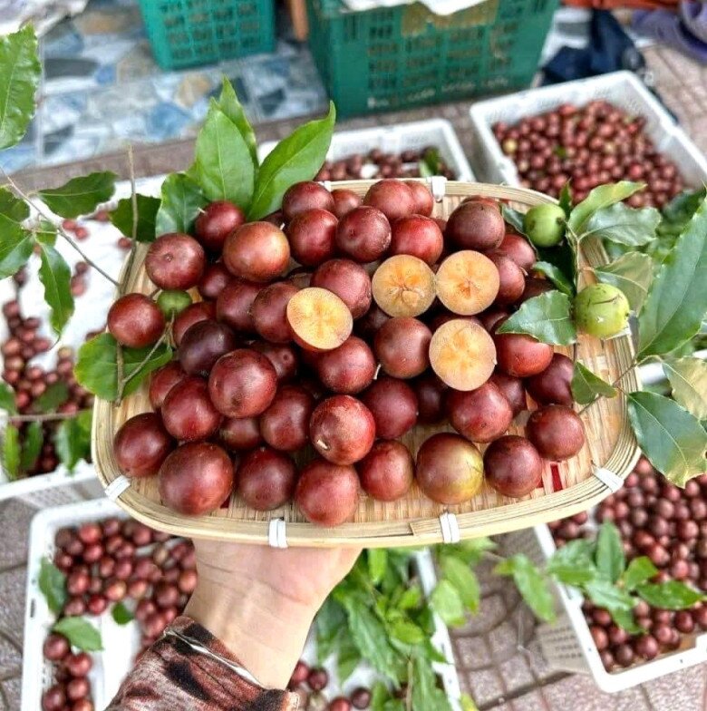 Loại quả mọc bờ rào xưa rụng đầy gốc, nay thành đặc sản ở thành phố giá 80.000 đ/kg, trồng một lần thu hoạch nhiều năm - 4