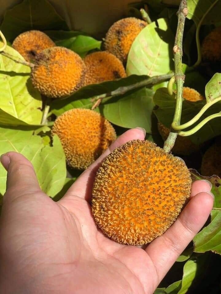 Loại quả mọc bờ rào xưa rụng đầy, nay thành đặc sản ở thành phố giá 100.000 đ/kg, trồng một lần thu hoạch nhiều năm - 6