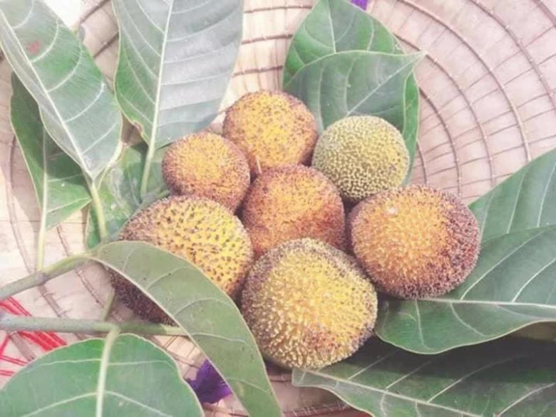 Loại quả mọc bờ rào xưa rụng đầy, nay thành đặc sản ở thành phố giá 100.000 đ/kg, trồng một lần thu hoạch nhiều năm - 3