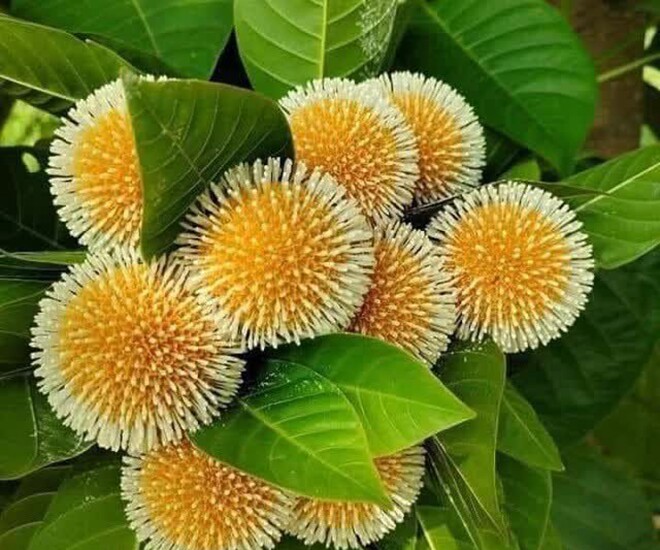 Loại quả mọc bờ rào xưa rụng đầy, nay thành đặc sản ở thành phố giá 100.000 đ/kg, trồng một lần thu hoạch nhiều năm - 1