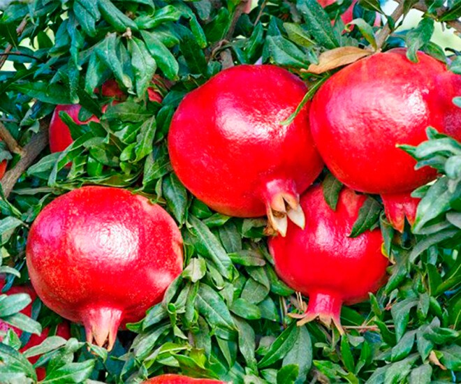 Loại quả “tốt nhất thế giới” chỉ có ở An Giang, trồng một lần thu hoạch nhiều năm, thành đặc sản nổi tiếng tốt cho sức khoẻ - 1