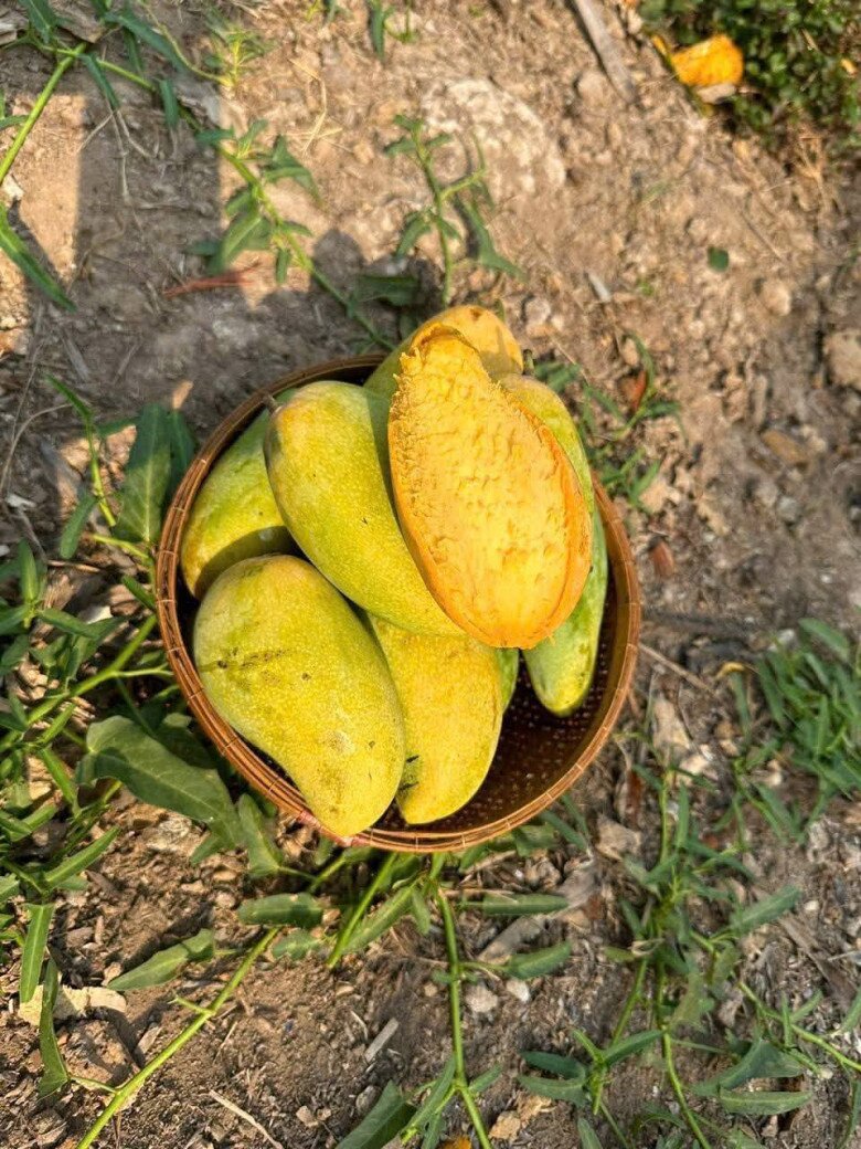 Loại quả amp;#34;tốt nhất thế giớiamp;#34; chỉ có ở An Giang, trồng một lần thu hoạch nhiều năm, thành đặc sản tốt cho sức khỏe - 4