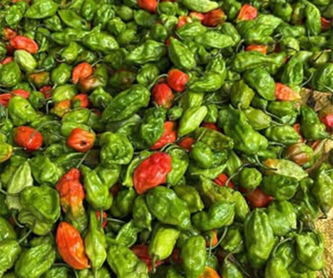 Loại quả amp;#34;tốt nhất thế giớiamp;#34; chỉ có ở Lai Châu, thành đặc sản nổi tiếng được ưa chuộng, trồng 3 tháng cho thu hoạch - 1