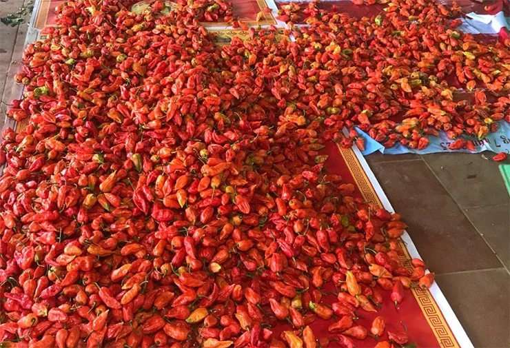 Loại quả amp;#34;tốt nhất thế giớiamp;#34; chỉ có ở Lai Châu, thành đặc sản nổi tiếng được ưa chuộng, trồng 3 tháng cho thu hoạch - 2