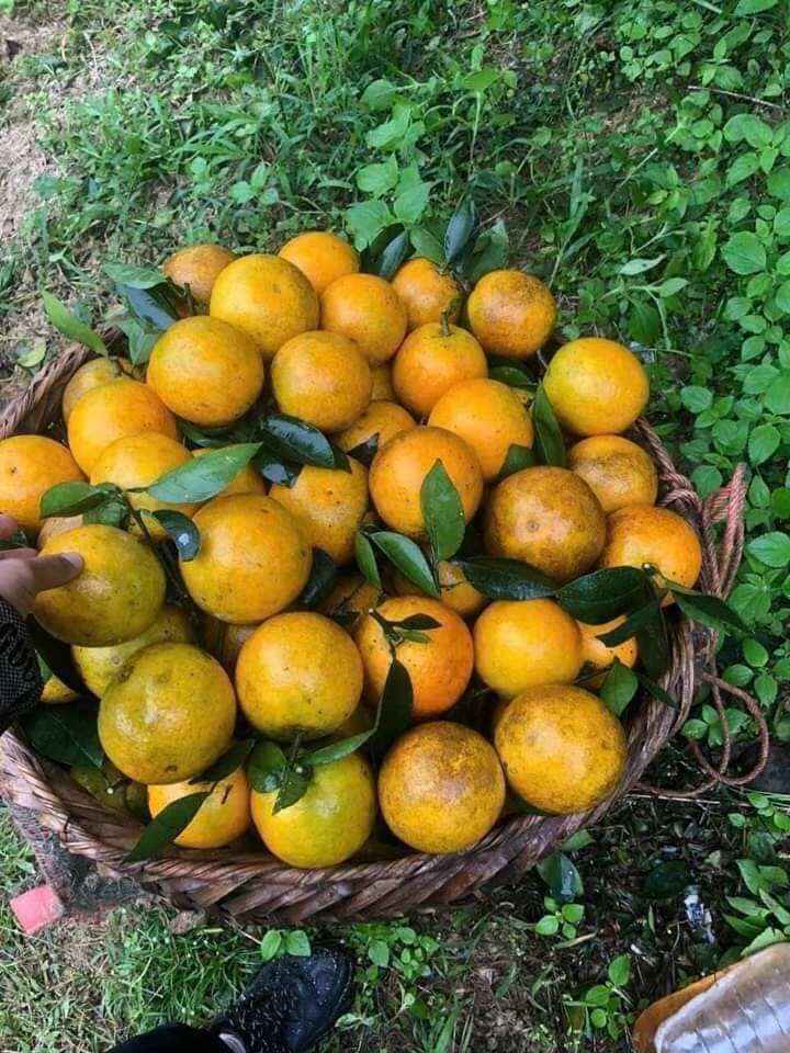 Loại quả amp;#34;tốt nhất thế giớiamp;#34; chỉ có ở Nghệ An, trồng một lần thu hoạch nhiều năm, thành đặc sản nổi tiếng giá 350.000 đ/kg - 2