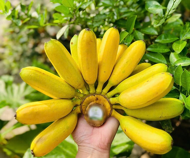 Loại quả amp;#34;tốt nhất thế giớiamp;#34; chỉ có ở Ninh Bình, trồng 12 tháng thu hoạch bán 40.000 đ/kg, thành đặc sản tốt cho sức khỏe - 3