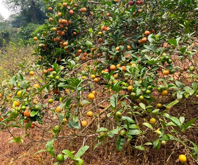 Loại quả amp;#34;tốt nhất thế giớiamp;#34; chỉ có ở Sơn La, trồng một lần thu hoạch nhiều năm, thành đặc sản tốt cho sức khoẻ - 1