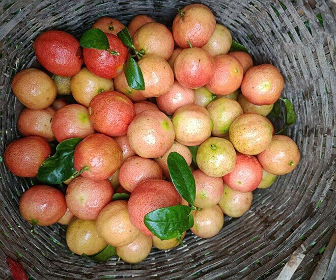 Loại quả amp;#34;tốt nhất thế giớiamp;#34; chỉ có ở Sơn La, trồng một lần thu hoạch nhiều năm, thành đặc sản tốt cho sức khoẻ - 3