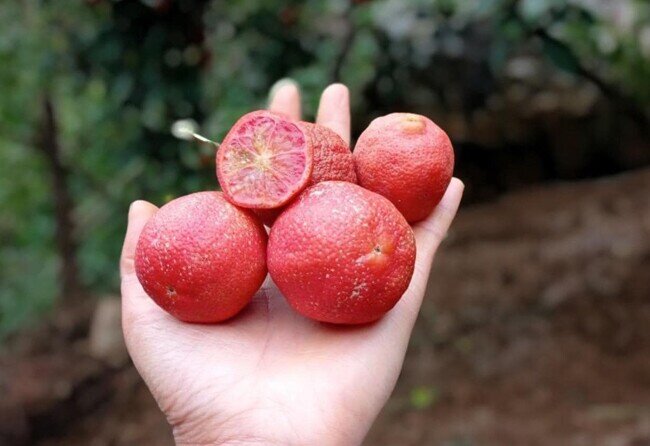 Loại quả amp;#34;tốt nhất thế giớiamp;#34; chỉ có ở Sơn La, trồng một lần thu hoạch nhiều năm, thành đặc sản tốt cho sức khoẻ - 4