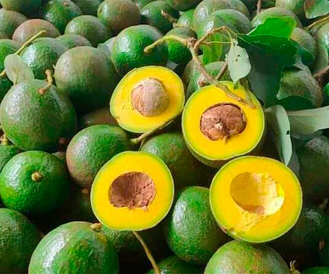 Loại quả amp;#34;tốt nhất thế giớiamp;#34; chỉ có ở Tây Nguyên, trồng một lần thu hoạch nhiều năm, thành đặc sản tốt cho sức khoẻ - 1