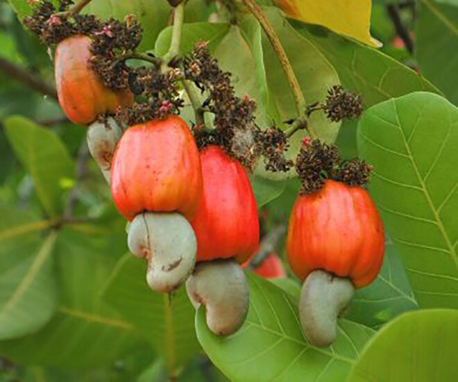 Loại quả amp;#34;tốt nhất thế giớiamp;#34; có nhiều ở Đồng Nai, trồng một lần thu hoạch nhiều năm, thành đặc sản tốt cho sức khỏe - 1