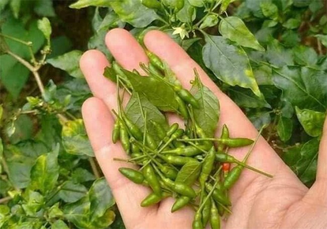 Loại quả amp;#34;tốt nhất thế giớiamp;#34; chỉ có ở Tuyên Quang, trồng 3 tháng cho thu hoạch, thành đặc sản nổi tiếng tốt cho sức khoẻ - 2