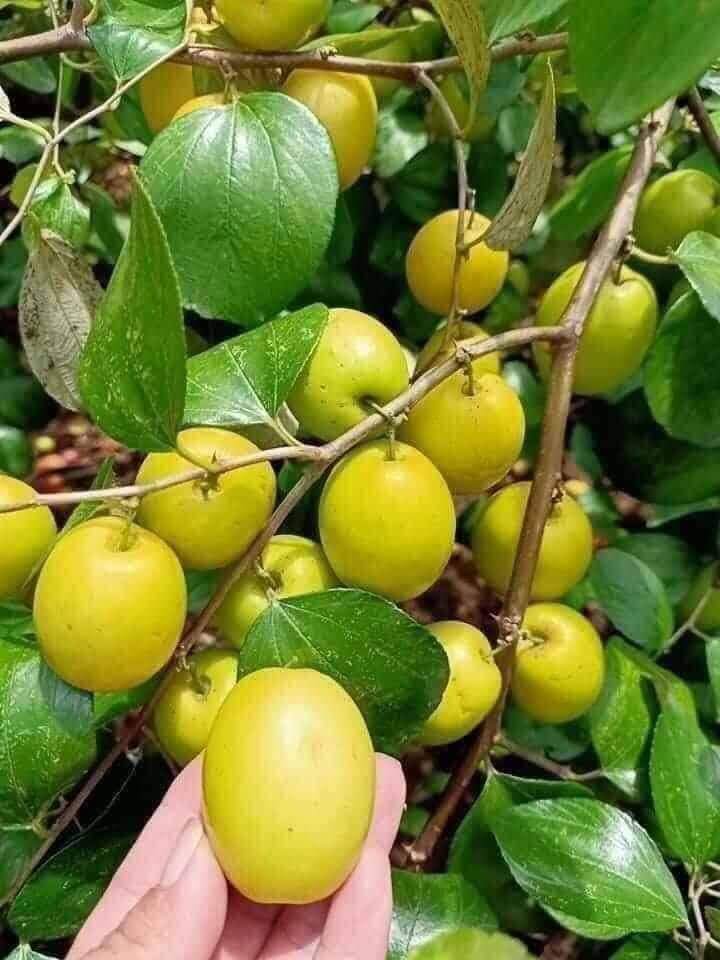 Loại quả amp;#34;tốt nhất thế giớiamp;#34; có ở Bắc Ninh, trồng một lần thu hoạch nhiều năm, thành đặc sản tốt cho sức khỏe - 2