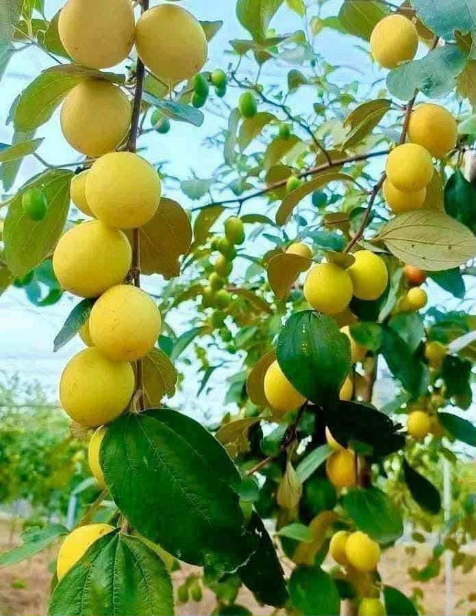 Loại quả amp;#34;tốt nhất thế giớiamp;#34; có ở Bắc Ninh, trồng một lần thu hoạch nhiều năm, thành đặc sản nổi tiếng 90.000 đồng/kg - 1