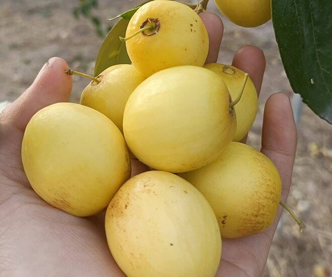 Loại quả amp;#34;tốt nhất thế giớiamp;#34; có ở Bắc Ninh, trồng một lần thu hoạch nhiều năm, thành đặc sản tốt cho sức khỏe - 1