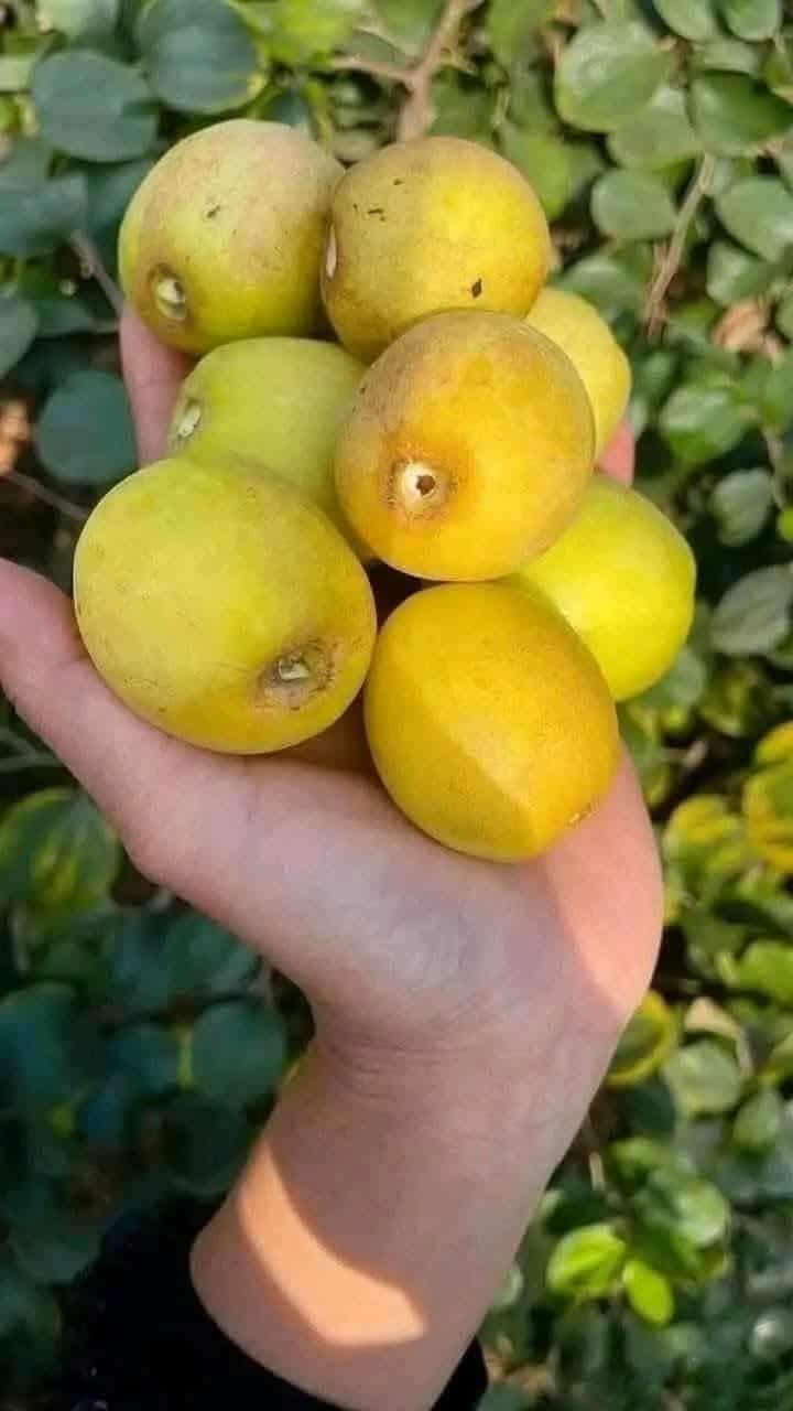 Loại quả amp;#34;tốt nhất thế giớiamp;#34; có ở Bắc Ninh, trồng một lần thu hoạch nhiều năm, thành đặc sản nổi tiếng 90.000 đồng/kg - 3