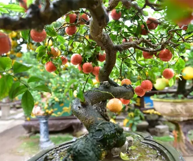 Loại quả amp;#34;tốt nhất thế giớiamp;#34; có ở Phú Thọ, trồng một lần thu hoạch nhiều năm, thành đặc sản tốt cho sức khoẻ - 1