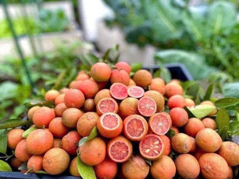 Loại quả amp;#34;tốt nhất thế giớiamp;#34; có ở Sơn La, là đặc sản nổi tiếng khắp nơi giá 70.000 đ/kg, trồng một lần thu hoạch nhiều năm - 2