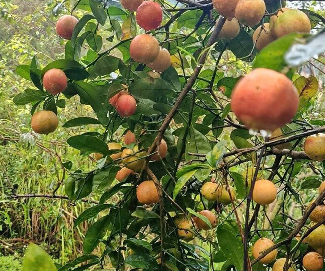 Loại quả amp;#34;tốt nhất thế giớiamp;#34; có ở Sơn La, là đặc sản nổi tiếng khắp nơi giá 70.000 đ/kg, trồng một lần thu hoạch nhiều năm - 1