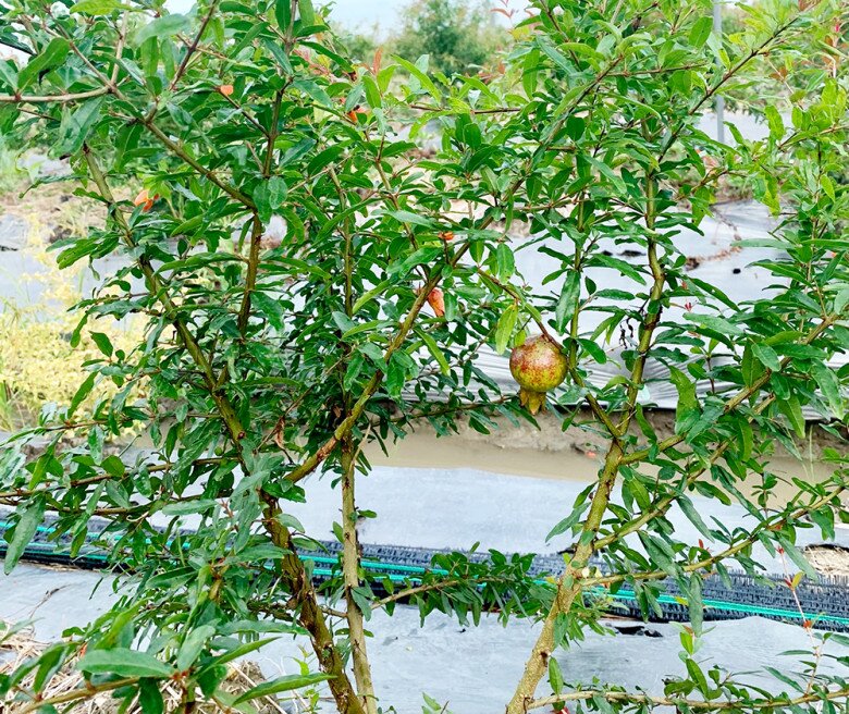 Loại quả amp;#34;tốt nhất thế giớiamp;#34;, Việt Nam trồng bạt ngàn thu hoạch nhiều năm, thành đặc sản nổi tiếng khắp nơi - 2