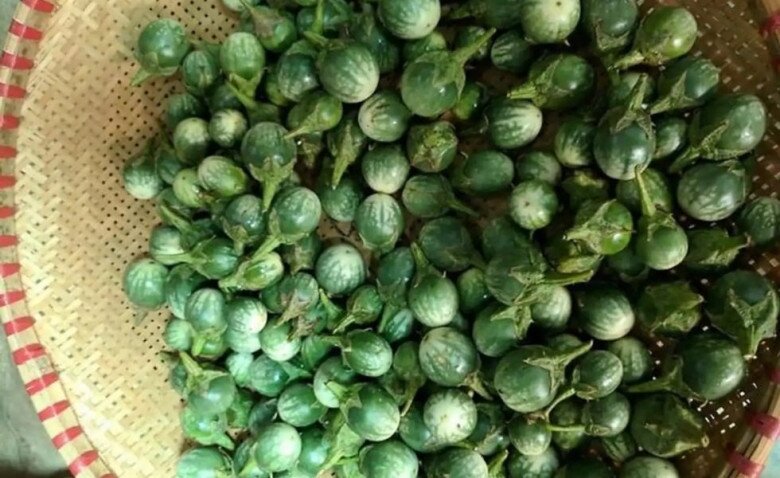 Loại quả đắng ngắt ít ai ăn nay thành đặc sản 120.000 đồng/kg, trồng một lần hái bán quanh năm - 2