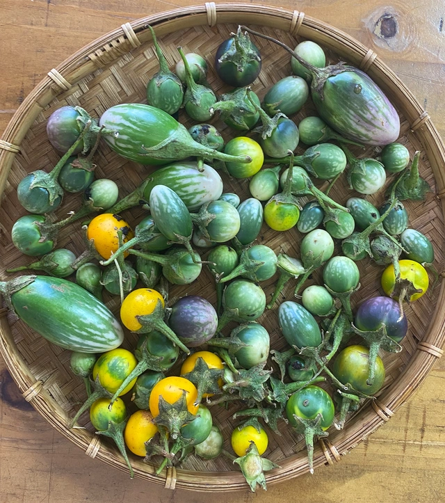 Loại quả đắng ngắt ít ai ăn nay thành đặc sản 120.000 đồng/kg, trồng một lần hái bán quanh năm - 3