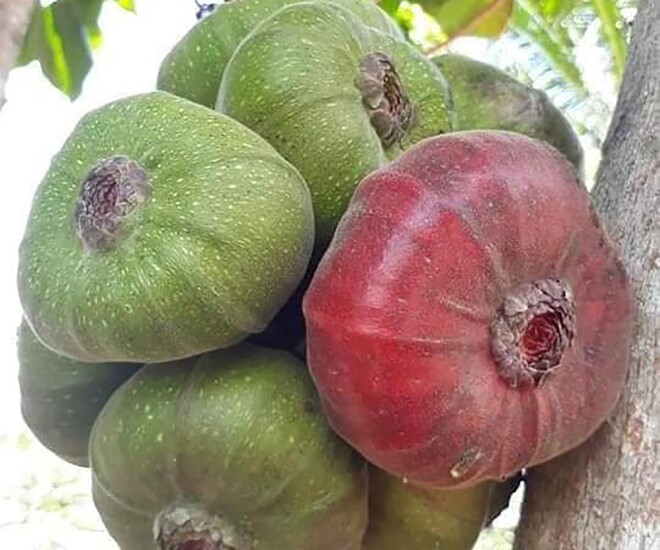 Loại quả xưa chín rụng đầy gốc, nay thành đặc sản có hương vị lạ giá 50.000 đ/kg, dân thành phố ưa chuộng - 1