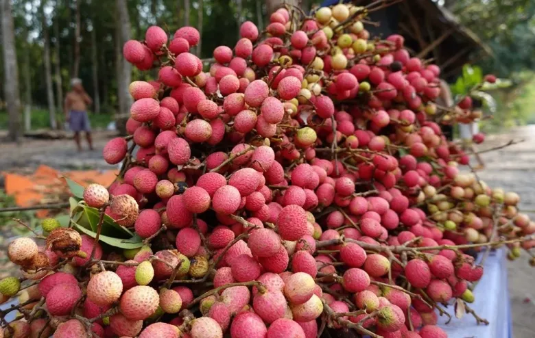 Loại quả xưa chín rụng đầy gốc, nay thành đặc sản mùa hè có vị chua ngọt hấp dẫn, dân thành phố ưa chuộng - 2