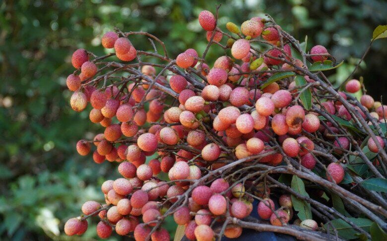 Loại quả xưa chín rụng đầy gốc, nay thành đặc sản mùa hè có vị chua ngọt hấp dẫn, dân thành phố ưa chuộng - 4