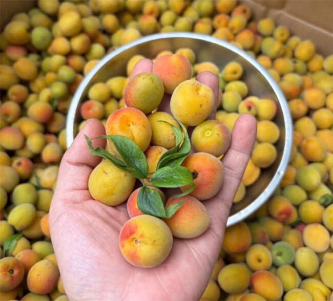Loại quả xưa chín rụng đầy gốc, nay thành đặc sản ở thành phố giá 70.000 đ/kg, trồng một lần thu hoạch nhiều năm - 3
