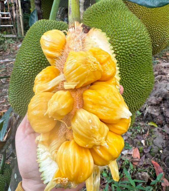 Loại quả xưa chín rụng đầy, nay thành đặc sản được ưa chuộng tốt cho sức khỏe, trồng một lần thu hoạch nhiều năm - 2
