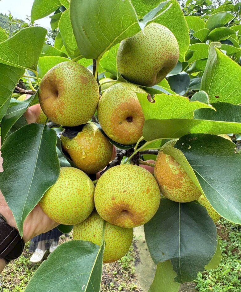 Loại quả xưa chín rụng không ai biết đến, nay thành đặc sản mùa hè giá 70.000 đ/kg, trồng một lần thu hoạch nhiều năm - 4