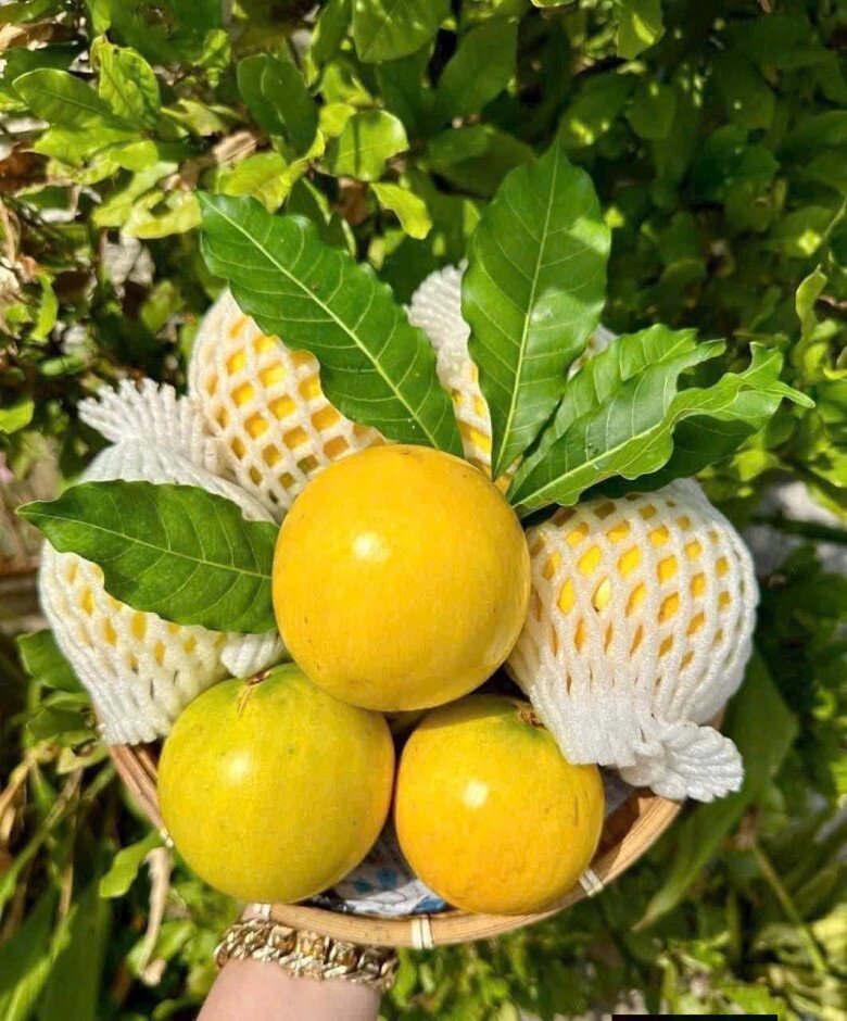 Loại quả xưa không ai biết đến, nay thành đặc sản 80.000 đ/kg trồng một lần hái bán nhiều năm, dân thành phố thích mê - 3