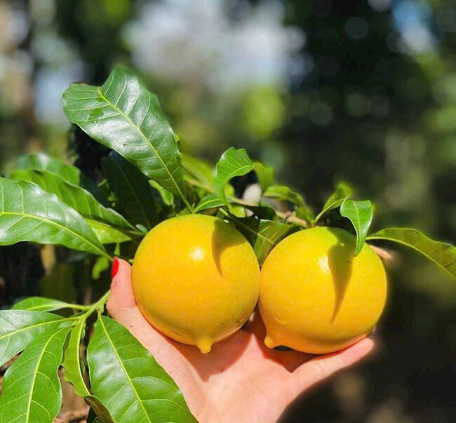 Loại quả xưa không ai biết đến, nay thành đặc sản 80.000 đ/kg trồng một lần hái bán nhiều năm, dân thành phố thích mê - 2